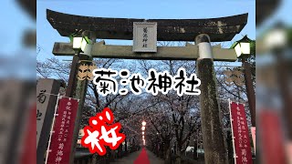 菊池神社 桜咲く！