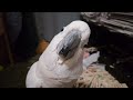 Cockatoo Getting In Trouble