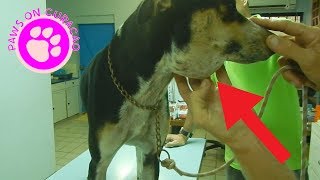 Dog with big swelling under the neck - Animal Rescue on Curacao