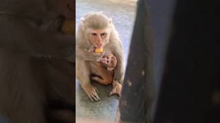 monkey eating laddu baby feeding dudhu #monkey #monkeyvideo #bandar