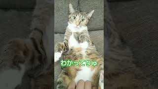 【猫動画】プールの中でうんち💩する猫って本当にいるの？【平日のサンちゃん】 #プール #happy #shorts #kawaii#猫のうんち#猫#うんち