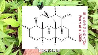 臭椿树入侵美国成灾，每年花上亿消灭，为啥在中国却无法豪横？