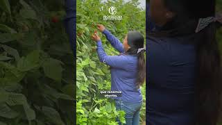 Viernes del Inge👩‍🌾 I Ing. Esmeralda Baez I📍Zona Cd. Guzmán, Jalisco