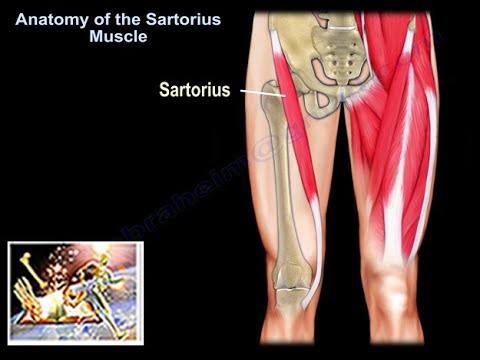 Why is the Sartorius muscle important?
