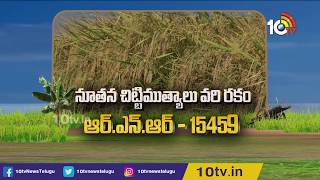 నూతన చిట్టముత్యాలు వరి రకం ఆర్.ఎన్.ఆర్ 15459 | New Paddy Variety | Matti Manishi | 10TV News