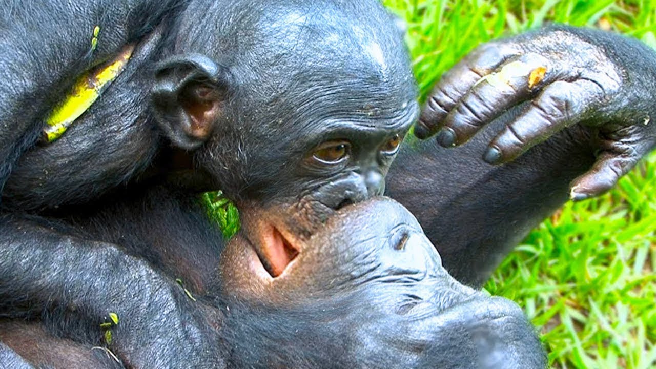 15 Strangest Animal Behaviors Caught On Camera Youtube