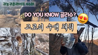 귀농귀촌라이프|korea country life vlog 46화| 봄맞이, 고로쇠 나무, 채취, 고로쇠, 수액, 골리수, 뼈, 등산, 청개구리, 집, 우수경칩, 아낌없이 주는 나무