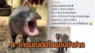 ‘ซุปตาร์หมูเด้ง’ ดึงคนแห่เที่ยวสวนสัตว์เปิดเขาเขียว – ‘พี่เบนซ์’ ไขปริศนาทำไมฮิปโปชอบอ้าปาก