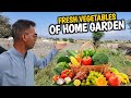 Fresh Vegetables Of Home Garden || Ghar Ke Bagh Ki Taza Sabziyan || Village Life Of Khadimabad