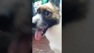 My 1000iq dog using a phone pt2 #trending