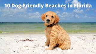 10 Dog-Friendly Beaches in Florida