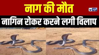 Shivpuri Nag Nagin News: जेसीबी की चपेट में आने से नाग की हुई मौत, नागिन ने मनाया शोक | MP News