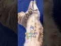 名前の由来😻自己紹介😹【スコティッシュフォールド】 shorts