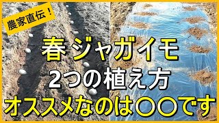 【ジャガイモ栽培】必見！マルチ有り・無し 2つの植え付け方法を徹底解説【有機農家直伝！無農薬で育てる家庭菜園】　25/2/20