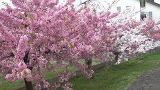 山形県酒田市　河津桜