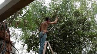 Prune Loquat Tree part 1