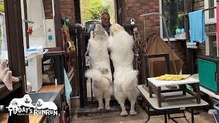 ブリーダーさんご訪問でとっても嬉しかったアランとベルです　Great Pyrenees　グレートピレニーズ