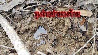 หากเจอรูปลาไหลที่เค้าเคยหาไว้อย่ามองข้ามอาจมีตัวมหม่อยู่ในนั้น | ผจญภัยที่ย้านนอก