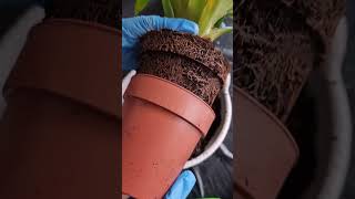 Repotting Pink Bromelia #shorts