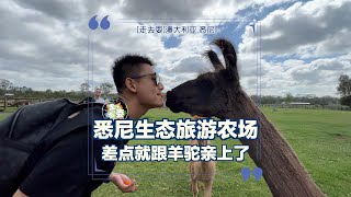 差点亲上了！Iris Lodge Alpacas澳洲生态旅游农场大冒险，与呆萌羊驼的亲密接触