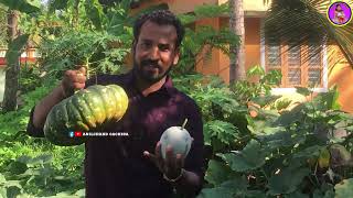 വീട്ടിലെ മത്തൻ കൃഷി / Pumkin Cultivation / Agriculture / Anilchand Oachira