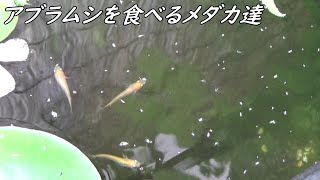 メダカはアブラムシを食べます