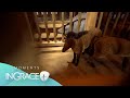 Could all the animals fit on the Ark? | Moments In Grace