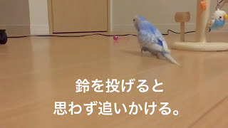 Vol.49『ワンコなインコ』セキセイインコのサクちゃん