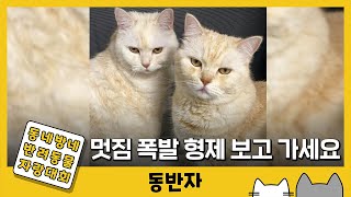 [동반자] 뚱~한 고양이 형제의 고양고양한 하루 / YTN