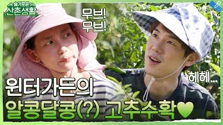 올해 정선 고추 당도 폭발하겠네.. 윈터가든의 알콩달콩(?) 고추 따기♡ #슬기로운산촌생활 EP.3 | tvN 211022 방송