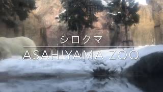 【ホッキョクグマ】大迫力のアクション！【旭山動物園 / AsahiyamaZoo】