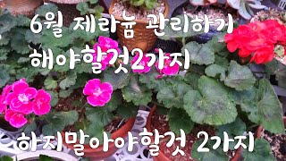 6월 제라늄 관리하기#해야할것 #하지말아야할것