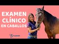 EXAMEN CLÍNICO EN CABALLOS - Lauvet