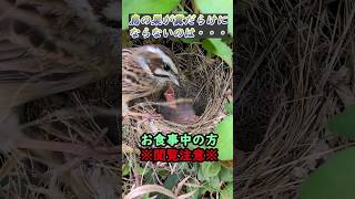 鳥の巣がフンだらけにならない理由