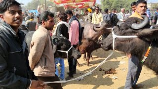 25-30 हज़ार की दुधारू मुर्रा भैंस देखे धुंधडका पशु मंडी से | dhundhadka murra buffelo | dairy farm