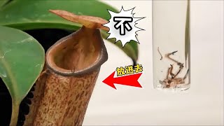 把蚊子的幼虫“孑孓”倒进猪笼草里，神奇的一幕出现了！