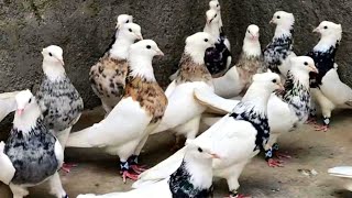 Мраморногрудые голуби Тоги | Toghi pigeons | کبوترهای ایران | شهر خوزستان |