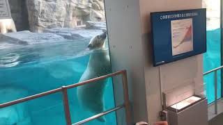 【ホッキョクグマ】ガラス前でふよふようねうねあそぶフブキ🐻‍❄️＠男鹿水族館GAO(2021/7/21)