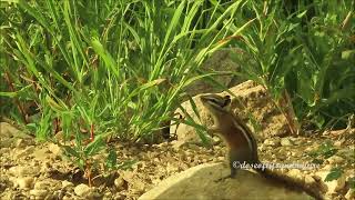 A Determined Chipmunk Jumps to Its Breakfast