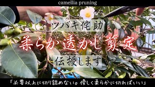 【ツバキ侘助】柔らか透かし剪定の基本を徹底解説‼︎〜雑談を交えながら今年最後のご挨拶〜