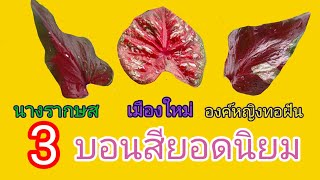 3 บอนสียอดนิยม #นางรากษส #เมืองใหม่ #องค์หญิงทอฝัน