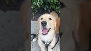 Puppy vs Adult teeth! #goldenretriever #dog