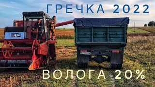 Молотимо гречку врожай задовільний, волога велика!! Дощі заливають!