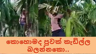 කොහොමද පුවක් කැඩිල්ල බලන්නකො....