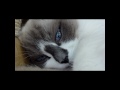 恐怖映像４ 目を開けたまま寝ないで～猫hd 　when you sleep please close its eyes