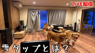 【ゴールデンレトリバー】雪タップとは？夕方 LIVE