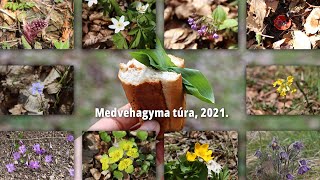 Medvehagyma túra