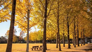 倉本裕基／おだやかな午後に　―　Yuhki Kuramoto／Peaceful Afternoon