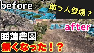 【脱サラ30代睡蓮農園開拓⑧】初！強力な助っ人が手伝いに来てくれました！メダカ睡蓮ビオトープ