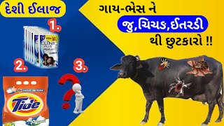 પશુ ને જુ-ચાચડ-ઈતરડી થી છુટકારો ઘરેલુ ઉપચાર|गाय भैंस को जु चिचड़ कलनी से छुटकारा No.1फॉर्म्युला